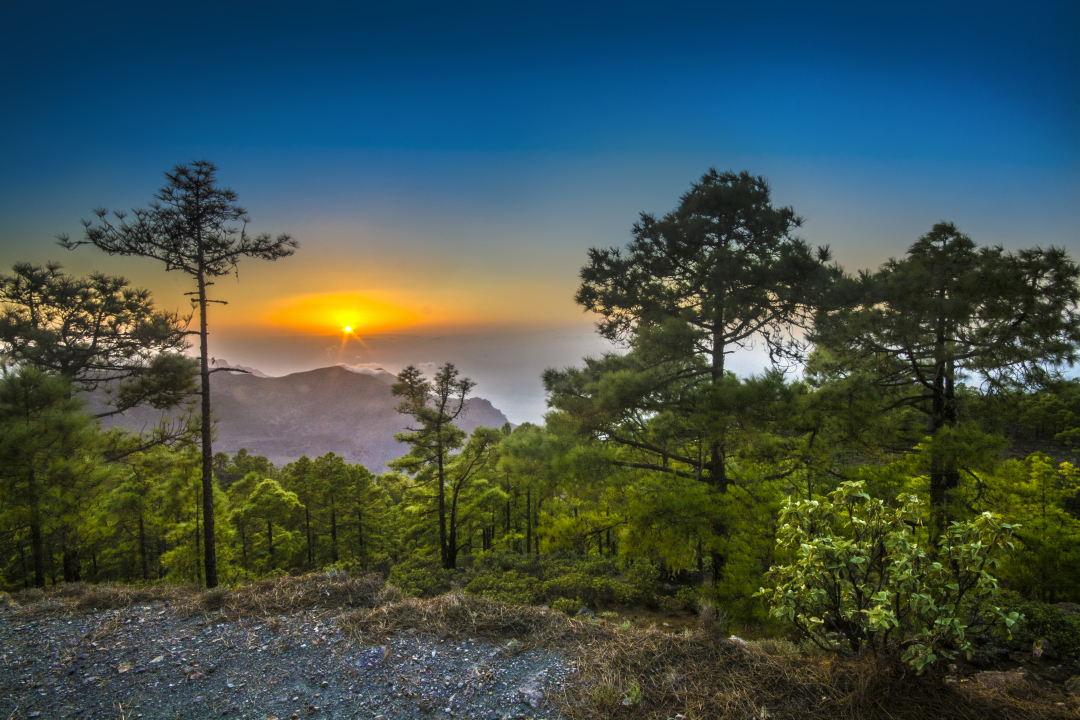 forest Gran Canaria
