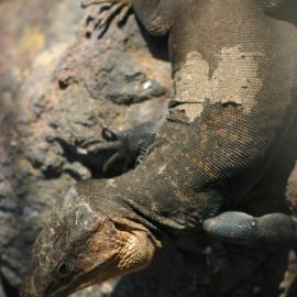 Jardín Botánico Viera y Clavijo