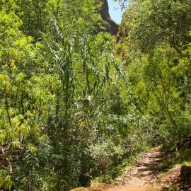 Azuaje