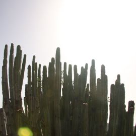 Plants (Flowers)