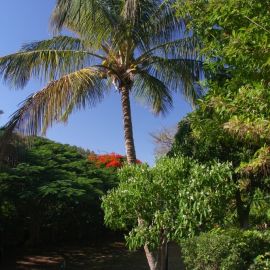 El Huerto de las Flores